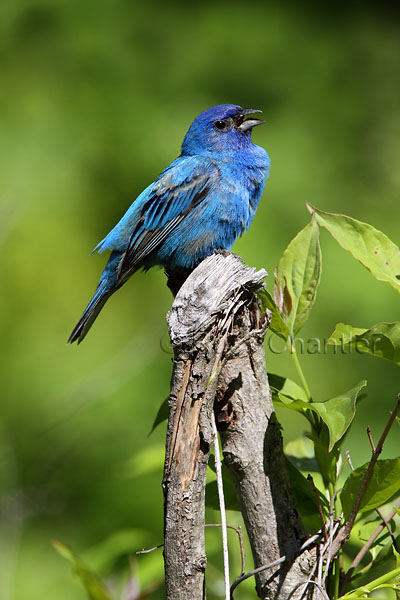 Indigo Bunting © Russ Chantler